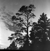 Kodachrome_BW-003.jpg