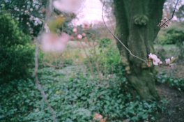 garden.jpg
