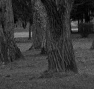 Efke100-crop.jpg