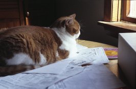 img556.jpg