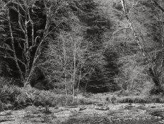 1Prairie Creek, Nude.jpg