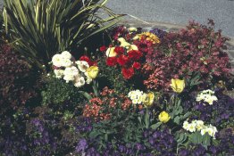 flowers.jpg flowers.jpg