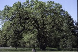 big tree.jpg big tree.jpg