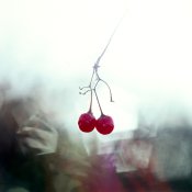 red berries.jpg