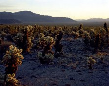 joshua tree cholla garden 1.JPG