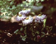 cross process flowers.jpg