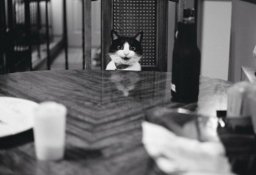 cat2.jpg