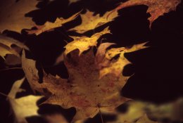 Automn-Leaves-on-Black-2007.jpg