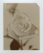 polaflower.jpg