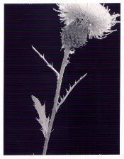 thistle664.jpg