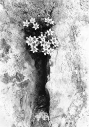 flower-lith-ilford-gr2007_2.jpg