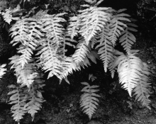 green ferns png-2.png