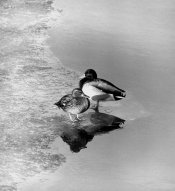 ducks1a.JPG