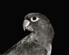 bird1a.JPG