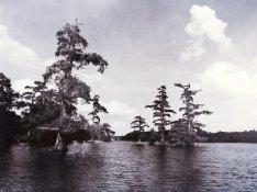 Chickahominy Trees #1.jpg