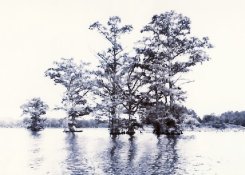 Chickahominy Trees #2.jpg