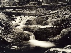 Hogcamp Branch Hemlocks.jpg