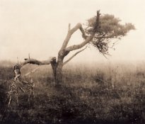 Tree and Fog.jpg