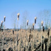 cottontails 03.jpg