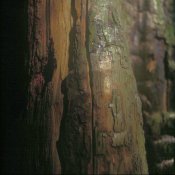 tree stump 04.jpg