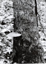 bracket fungi.jpg