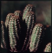 Cactus II.jpg