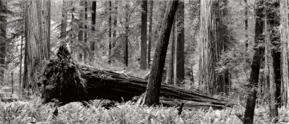 Fallen Redwood, Nude_7"x19".jpg