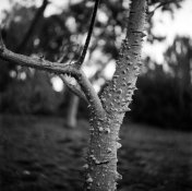 yashica_d_swirl.jpg