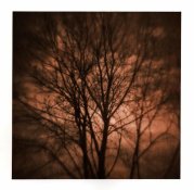 Hirschfield_Tree1.jpg