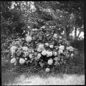 VerichromePanat16-HC110at1to50-Rodianlat1andahalfML-3200-12.jpg