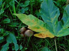 MattKing-Fungi and Fallen-Image02j-resized.jpg
