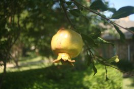 IMG_4077.jpg