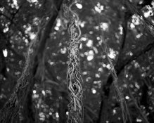 Pentax 67II - Acros 100.jpg Pentax 67II - Acros 100.jpg