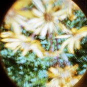 bloemen-tuin-zomer-2012-Clack.jpg