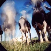 pinhole-koe-click1-002.jpg