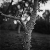 yashica_d_test_roll_expired_txp.jpg