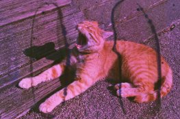 LARGE27.jpg LARGE27.jpg