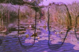 LARGE14.jpg LARGE14.jpg