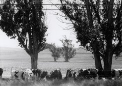 shadehere1.jpg shadehere1.jpg