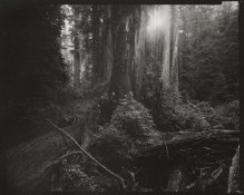 The Boys, Prairie Creek Redwoods_8x10P.jpg