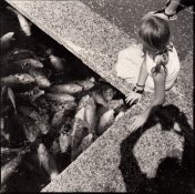 koi.jpg