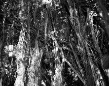 Pentax 67II - HP5 400.jpg