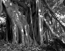 Pentax 67II - T-Max 400_19.jpg