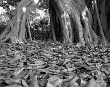 Pentax 67II - T-Max 400_20.jpg