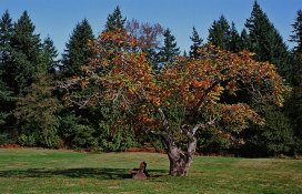 High Noon at the 49th Parallel.jpg