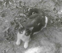 Zorki C , cat.jpg