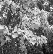 leaves.jpg