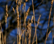 Grasses2 orig1200.jpg
