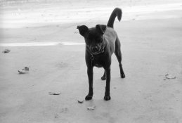 20131209-01 HP5 Zorki-4 12.jpg