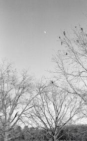 20131212-01 HP5 Zorki-3C 07.jpg